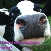 Cow Milk