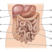 intestines