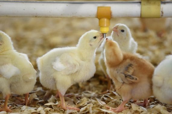 chickens