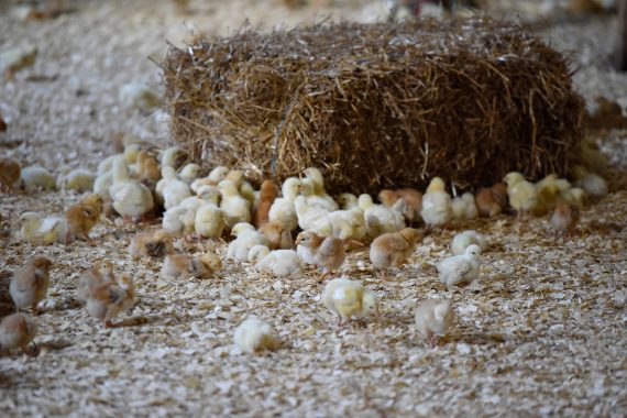 chickens on the farm