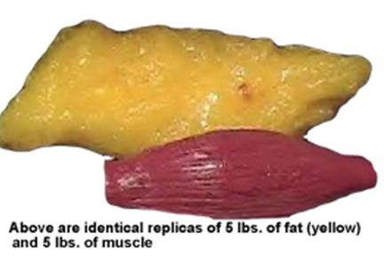 fat v muscle