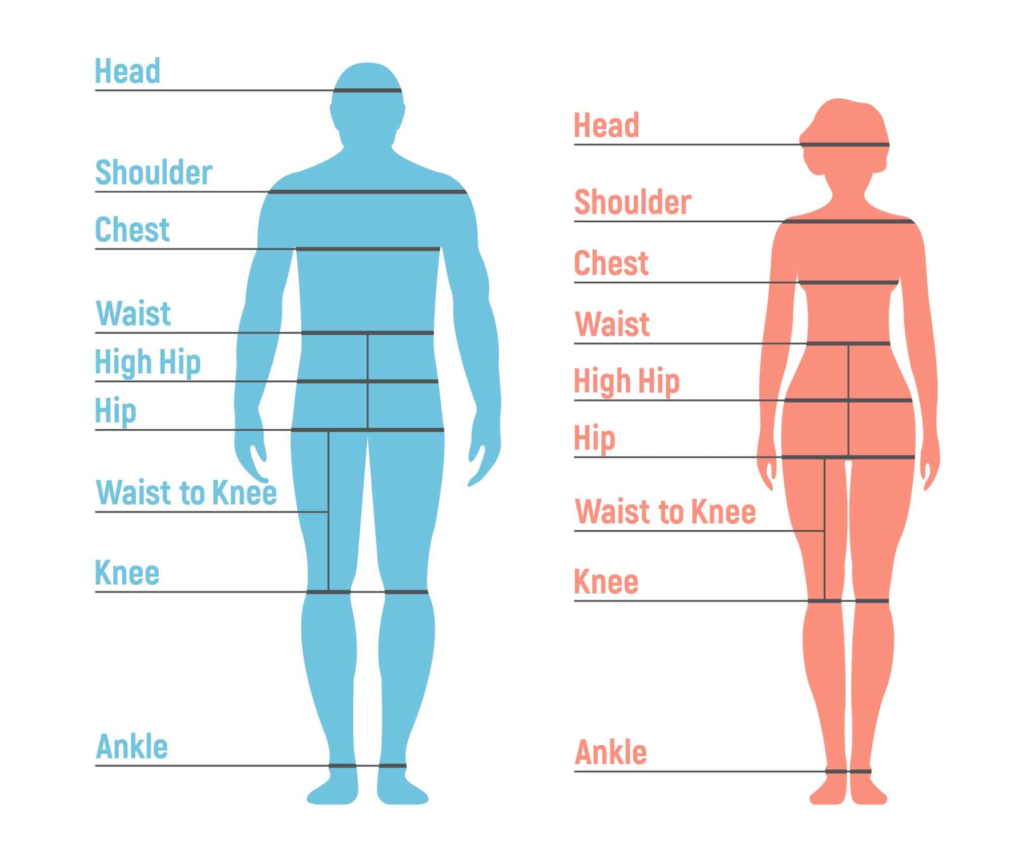 visual representation of body measurements